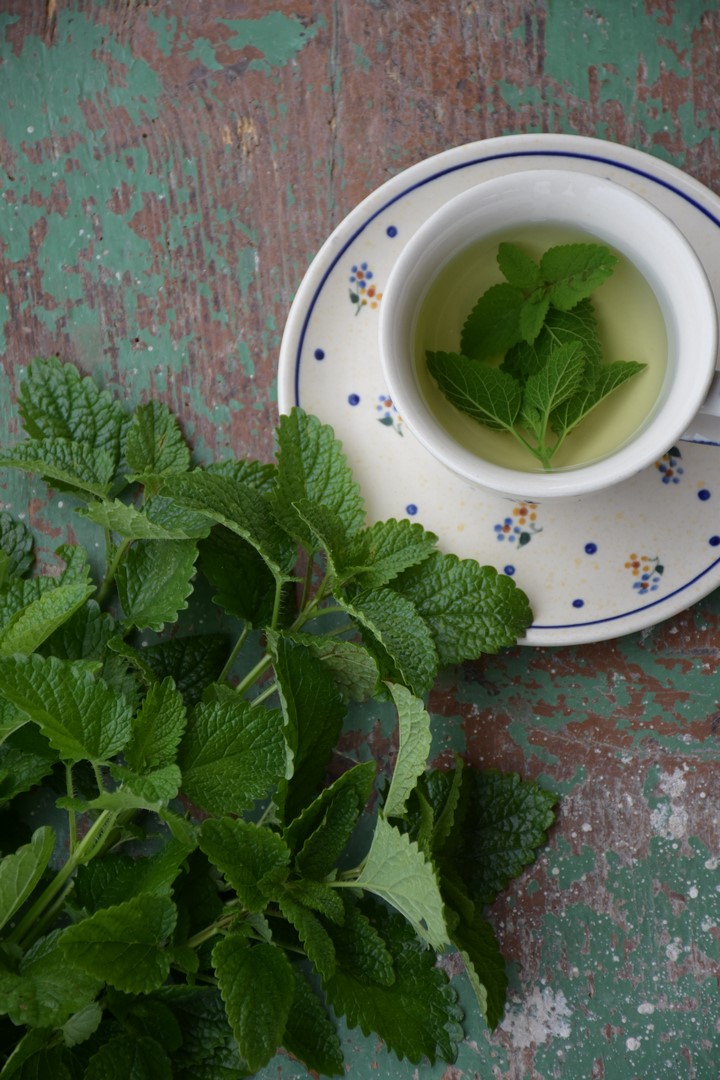 herbata z liści melisy lekarskiej